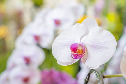 Close-up of Phalaenopsis orchid in garden.