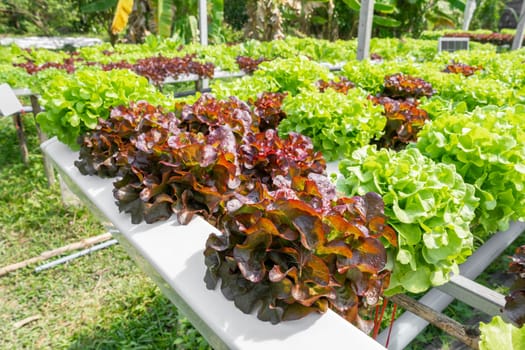Hydroponic technology. Colorful lattuce salad plant growing in farm.