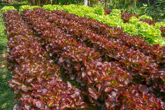 Red oak salad in Hydroponics vegetable garden.