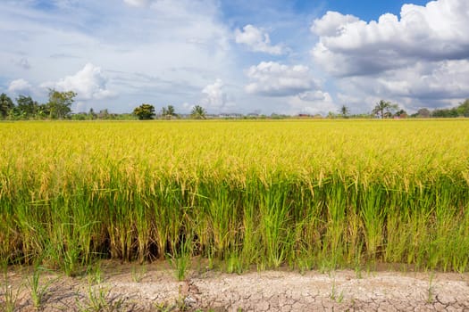 Rice field and blue sky clouds background, Thailand.