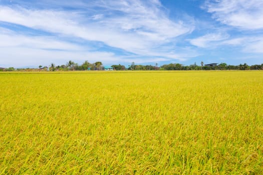 Rice field and blue sky clouds background, Thailand.