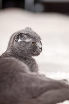 Beautiful striped gray cat. A domestic cat is lying on the sofa. A cat in a home interior. Image for veterinary clinics, websites about cats. selective focus