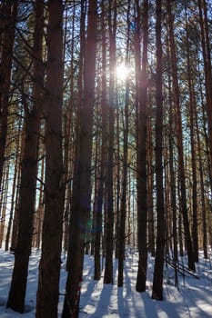 Sunlight through the trees in the forest. Snow trees and a cross-country ski trail. Beautiful and unusual roads and forest trails. Beautiful winter landscape. The trees stand in a row