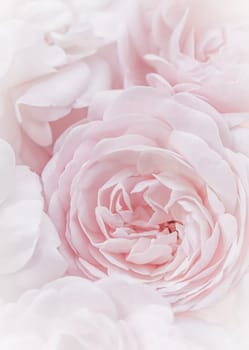 Pale pink roses. Soft focus. Macro flowers background for holiday brand design.