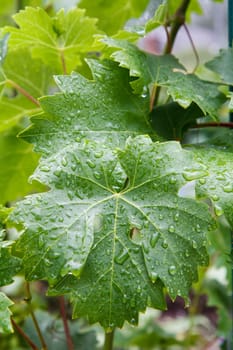 Grape leaf with water drops on the bush in sunny summer day.