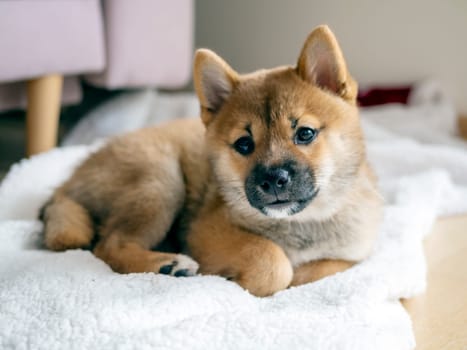 Portrait of cute Shiba Inu small dog, puppy, Close up. Dogecoin. Red-haired Japanese dog smile portrait. Illuminating color, cryptocurrency, electronic money. High quality photo