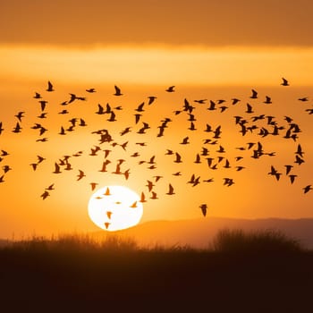 A stunning photograph of a flock of birds in flight, silhouetted against the beautiful golden hues of the sunset sky.