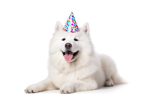 Portrait of Funny big white fluffy samoyed dog in birthday cap isolated on white background. Happy birthday banner with dog