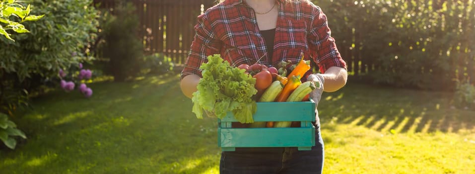 Farmer woman holding wooden box full of fresh raw vegetables. Basket with vegetable cabbage, carrots, cucumbers, radish, corn, garlic and peppers in the hands.