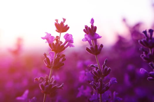 Lavender flower field closeup, fresh purple aromatic flowers for natural background. Violet lavender field in Provence, France.