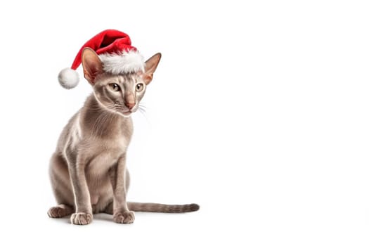 Cat in red Santa Claus hats isolated on a white background. Sphynx breed cat in santa claus hat. Banner with copy cpace.