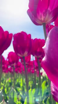 Blooming pink tulips flowerbed. in a flower garden Horizontal camera rotation