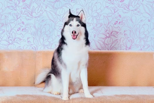 Siberian husky dog close-up with well-groomed washed fur sitting on the couch.