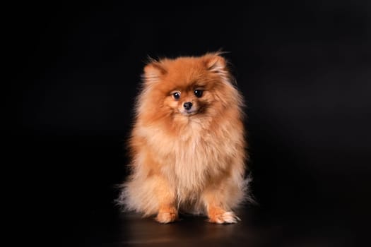 Pomeranian spitz Dog on Isolated Black Background in studio.