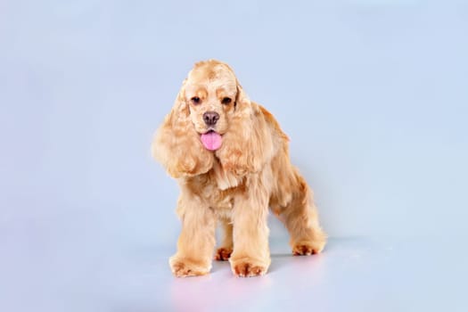 An American Cocker spaniel dog after grooming stands close-up on a light background.