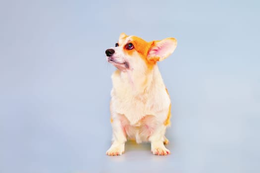 studio portrait of a corgi dog on a light background.