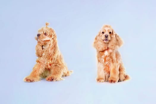 American Cocker Spaniel dog before and after grooming in an animal salon.
