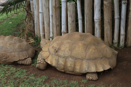 terrestrial turtle in Loro Parque, Tenerife Canary Islands, Spain