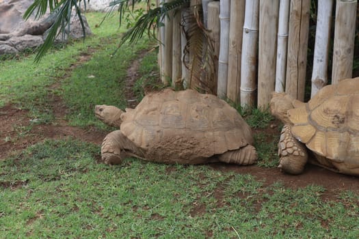 terrestrial turtle in Loro Parque, Tenerife Canary Islands, Spain