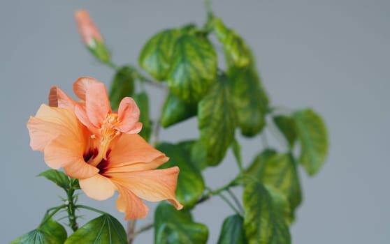 Orange hibiscus flower on a gray background, grown at home in winter. Commonly called tea rose or China rose. Botanical background.