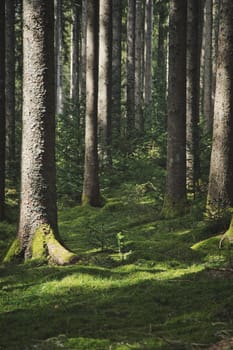 Vertical shot of the Blackwood forest near Staufen, Breisgau, Germany