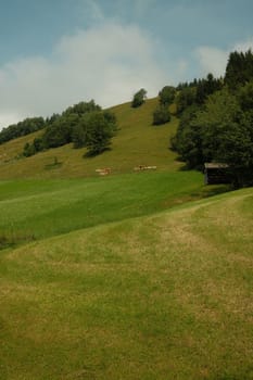 Vertical shot of a green field with grazing cattle. Huetten, Leogang, Salzburg, Austria.