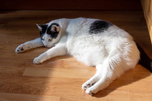 Big fat white cat lying on the floor in the sun close up