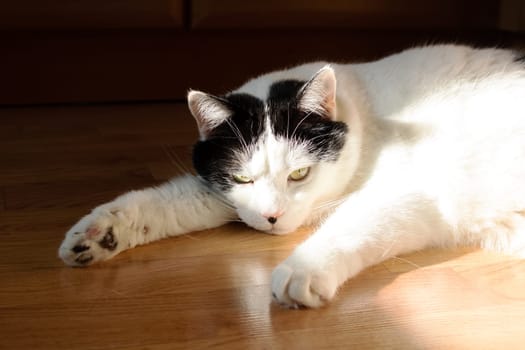 Big fat white cat lying on the floor in the sun close up