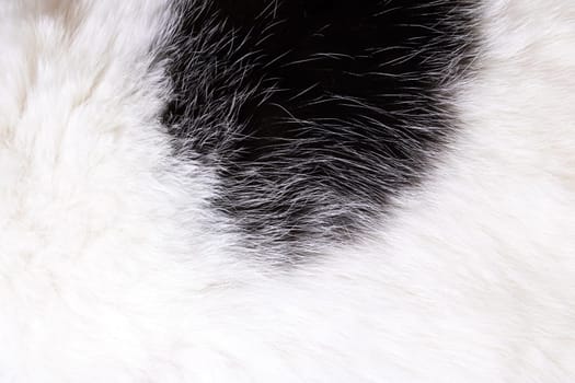 The texture of the white fur of the animal with a black spot