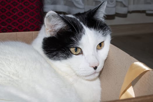 White fat cat sitting in a box close up