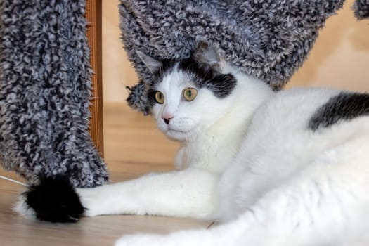 White cat playing with a toy close up