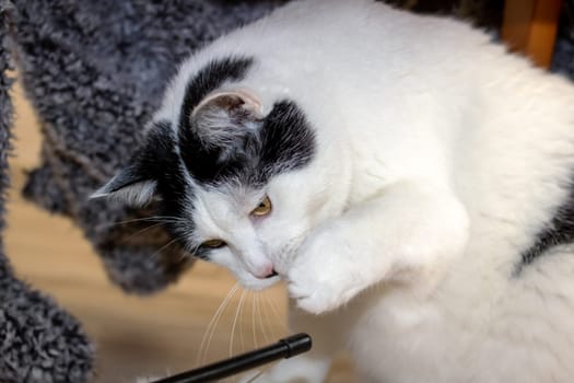 White cat playing with a toy close up