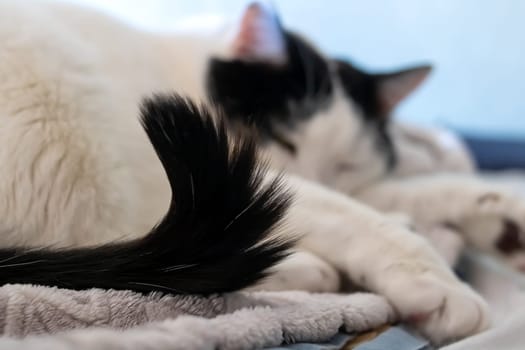 A fat white cat sleeps on a bed close up