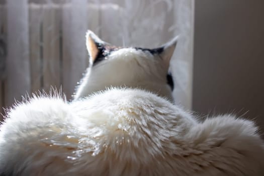 The back and ears of a white cat close up