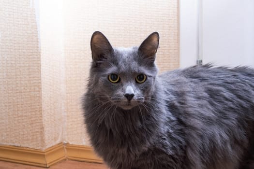 Gray fluffy big cat at home, close up portrait