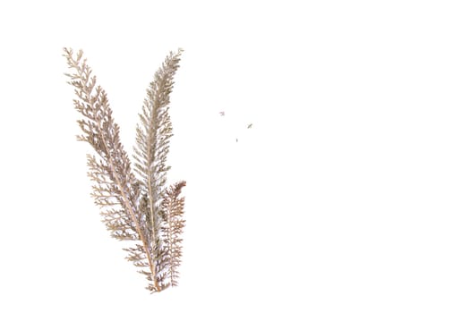 Dry leaf of the plant is isolated on a white background