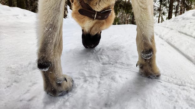 Dog German Shepherd in winter day and white snow arround. Waiting eastern European dog veo in cold weather