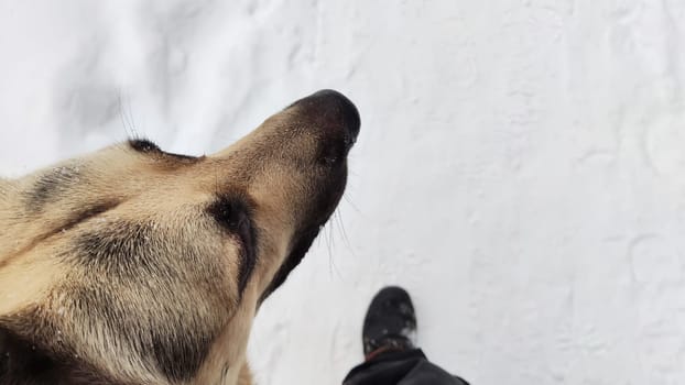 Dog German Shepherd in winter day near human who is hunter, security guard, policeman and white snow arround. Big eastern European dog veo going near to the owner hunter or policeman