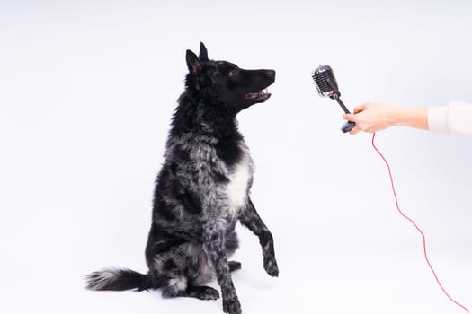 Mudi dog with microphone on a white studio background