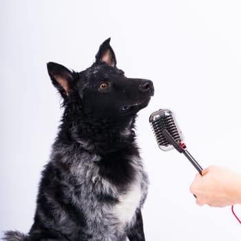 Mudi dog with microphone on a white studio background