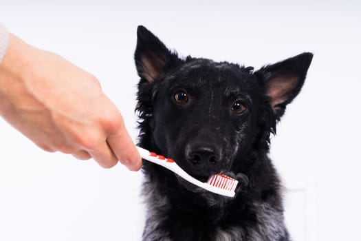 Brushing dog's teeth. Male hand holds animal toothbrush. Pet hygiene concept.