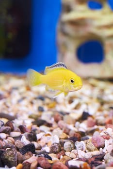 Small yellow fish in the aquarium close-up