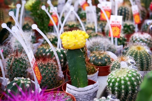 Ryazan, Russia - March 23, 2023: Colorful grafted cactus in a plant store