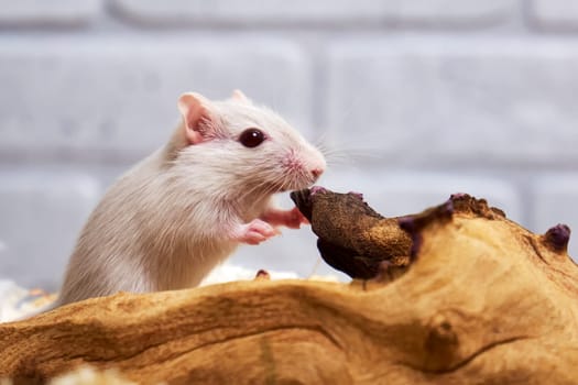 Mongolian gerbil. Maintenance and care of exotic pets