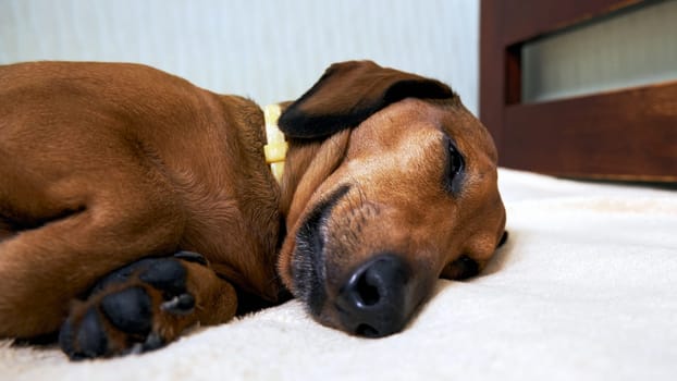 The dog sleeps on the bed. Muzzle of a dog sleeping on the bed close-up