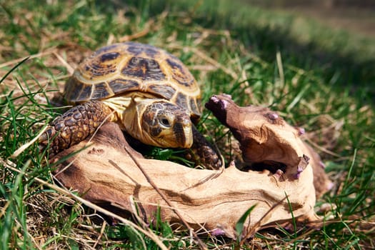 Land tortoise close-up. Domestic Russian tortoise for a walk. Exotic pet