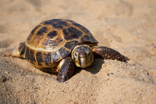 Land tortoise close-up. Russian turtle on the sand