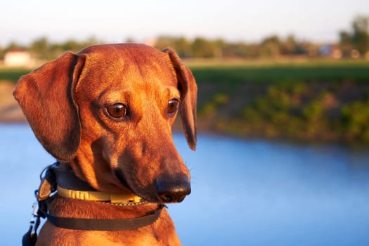 Portrait of a red dachshund against the background of the river bank