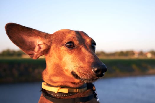 Muzzle of a red dog with long ears close-up. The long ear of a dachshund flutters in a strong wind