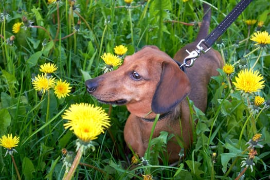 Mini dachshund among grass and dandelions. Dachshund walking in a field among green grass and yellow dandelions